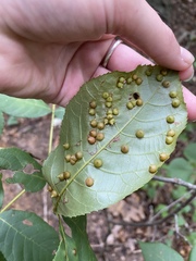 Caryomyia conoidea