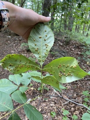 Caryomyia conoidea