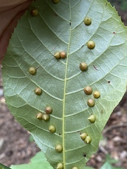 Caryomyia conoidea