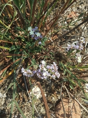 Limonium sinuatum