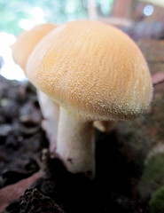 Cystoderma carcharias fallax