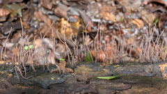 Scopimyces