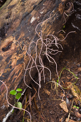 Scopimyces