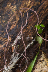 Scopimyces