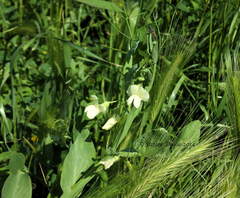 Lathyrus ochrus
