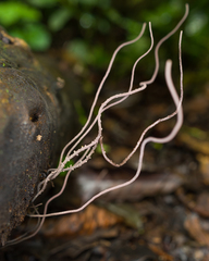 Scopimyces