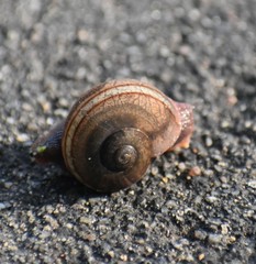 Ariophanta exilis