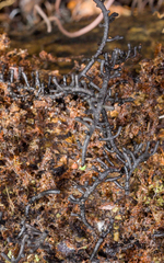 Scopimyces