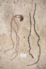 Scopimyces