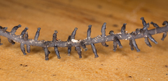 Scopimyces