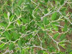 Ziziphus mauritiana