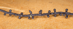 Scopimyces