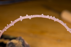 Scopimyces