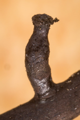 Scopimyces