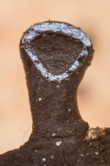 Scopimyces