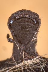 Scopimyces