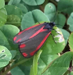 Tyria jacobaeae