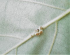Andricus nigricens