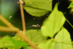 Mecistogaster modesta