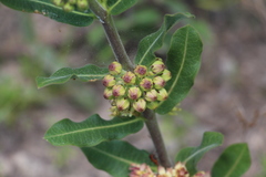 Asclepias obovata