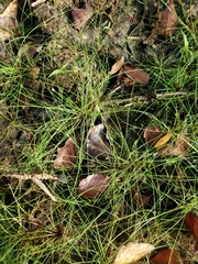 Eleocharis baldwinii