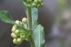 Asclepias obovata