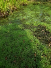 Eleocharis baldwinii