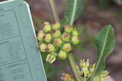 Asclepias obovata