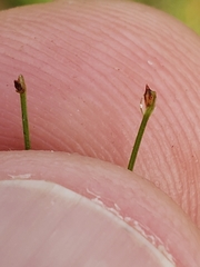 Eleocharis baldwinii