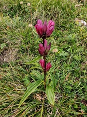 Gentiana pannonica
