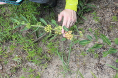 Asclepias obovata