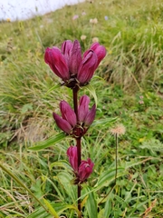 Gentiana pannonica