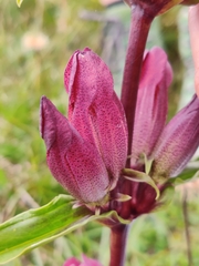 Gentiana pannonica