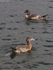 Alopochen aegyptiaca