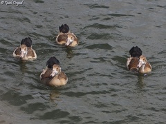 Alopochen aegyptiaca