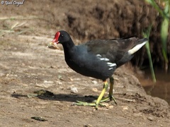 Gallinula chloropus