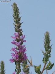Lythrum salicaria
