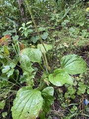 Plantago major
