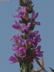 Lythrum salicaria