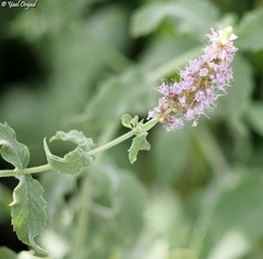 Mentha longifolia