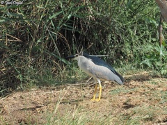 Nycticorax nycticorax
