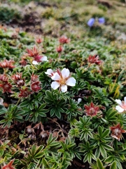 Potentilla clusiana