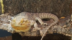 Pogona
