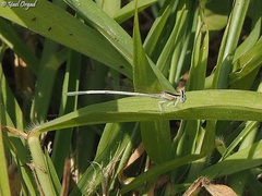 Platycnemis dealbata