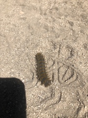 Hemileuca eglanterina