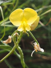 Vigna luteola