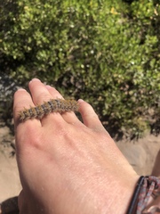 Hemileuca eglanterina