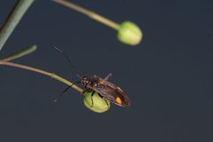 Capsodes flavomarginatus