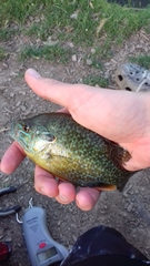 Lepomis gibbosus × cyanellus