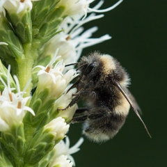 Bombus cryptarum